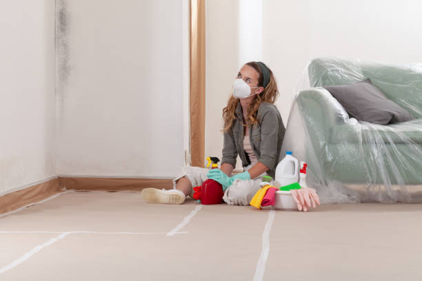 Reliable Basement Mold Remediation contractor in Roxbury Crossing, MA by WQB Mold Removal